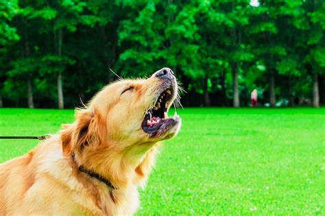 Why Do Dogs Bark? Why Do Dogs Bark?